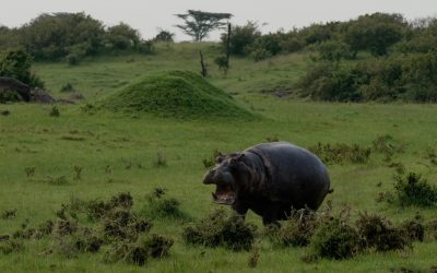 Hippo along the river bank – Maasai Mara 2024