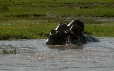 Hippos battle in the river – Maasai Mara 2024