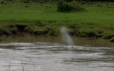 Hippos in the river – Maasai Mara 2024