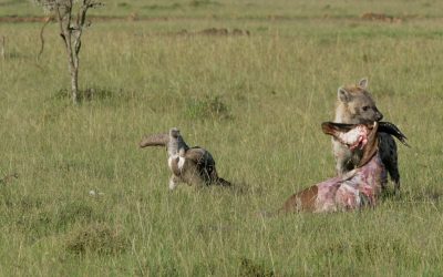 Hyenas and vultures on a topi carcass – Maasai Mara 2024