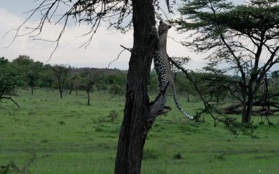 Leopard on a kill in a tree – Maasai Mara 2024