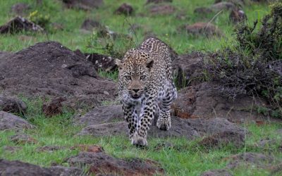 Leopard on the rocks – Maasai Mara 2024