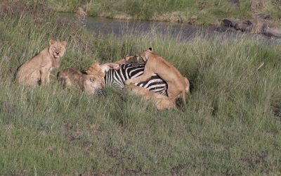 Lions take down a zebra as a storm builds – Maasai Mara 2024
