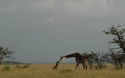 One hour old giraffe calf and its mother – Maasai Mara 2024
