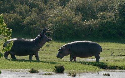 Sparring Hippos on the river bank – Maasai Mara 2024