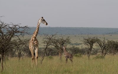 The first few minutes in the life of a giraffe – Maasai Mara 2024