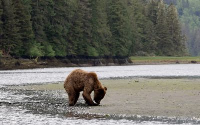A Grizzly Bear digs for clams in Khutzeymateen Valley – British Columbia, Canada 2024
