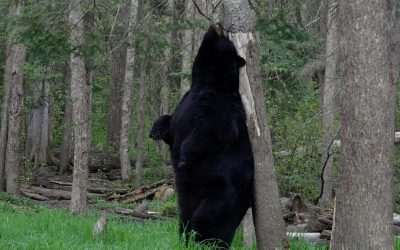 A huge male black bear – Minnesota, USA 2024