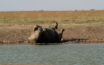 A huge male white rhino takes a mud bath – Laikipia’s Ol Pejeta Conserancy, Kenya 2024