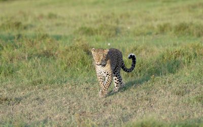 A leopard goes for an evening stroll  – Maasai Mara 2024