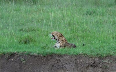 A young female leopard calls for a mate – Maasai Mara 2024