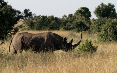Big male Black Rhino – Laikipia’s Ol Pejeta Conservancy, Kenya 2024
