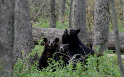 Black bear grooms her two cubs – Minnesota, USA 2024