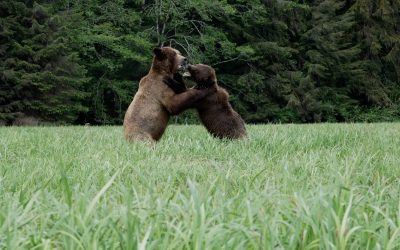 Grizzly Bears play fighting – Khutzeymateen Valley, British Columbia, Canada 2024