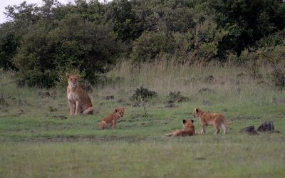 Lioness with three very playful four month old cubs – Maasai Mara 2024