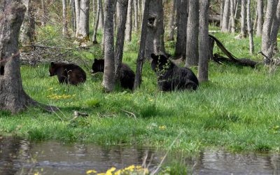 Black bear with her cubs in the forest – Minnesota USA, 2024