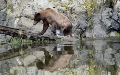 Grizzly bear along the shore line: nice reflections – Khutzeymateen Valley, British Columbia, Canada 2024