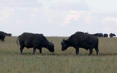 Sparring buffalo after the rain – Laikipia’s Ol Pejeta Conservancy, Kenya 2024