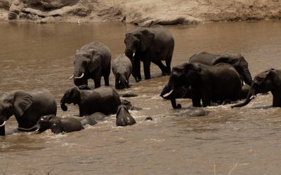 Elephant herd crosses the Mara River – Serengeti, Tanzania 2024