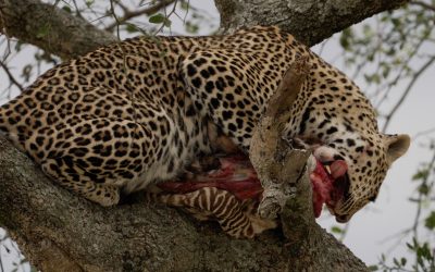 Leopard with a Zebra foal kill in a tree  – Serengeti, Tanzania 2024