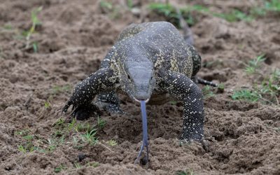 Monitor Lizard on the bank of the Mara River – Serengeti, Tanzania 2024