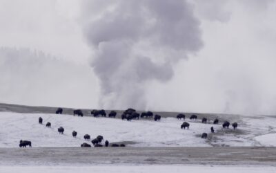 Bison herd by a geyser – Yellowstone, USA 2026