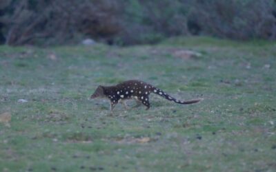 A Spotted-Tailed Quoll tries and fails to catch a moth, Tasmania, Australia 2026
