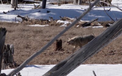 Coyote foraging amongst the trees in Yellowstone National Park – USA, 2026