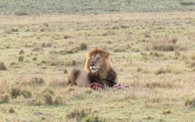 Huge male lion finishes off a Topi kill and then the hyenas and jackals move in – Maasai Mara, Kenya 2025