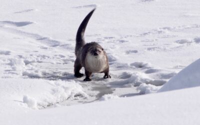 River Otter in Yellowstone National Park – USA, 2026