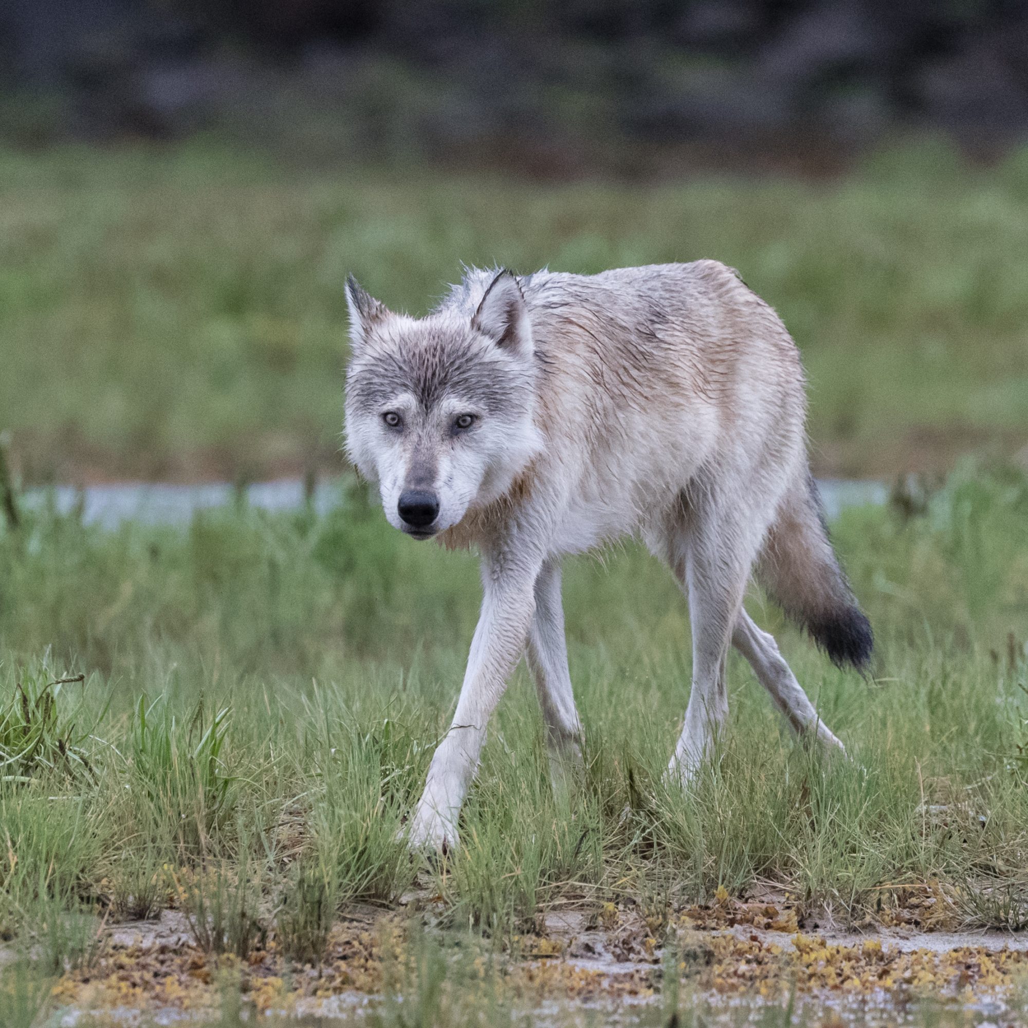 A magnificent Coastal Wolf – Geographic Harbour, Alaska 2016