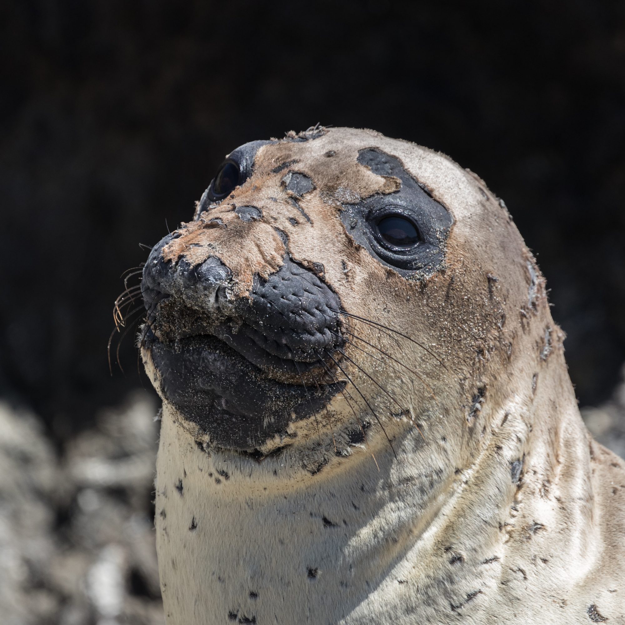 Northern Elephant Seals – Baja, Mexico 2017