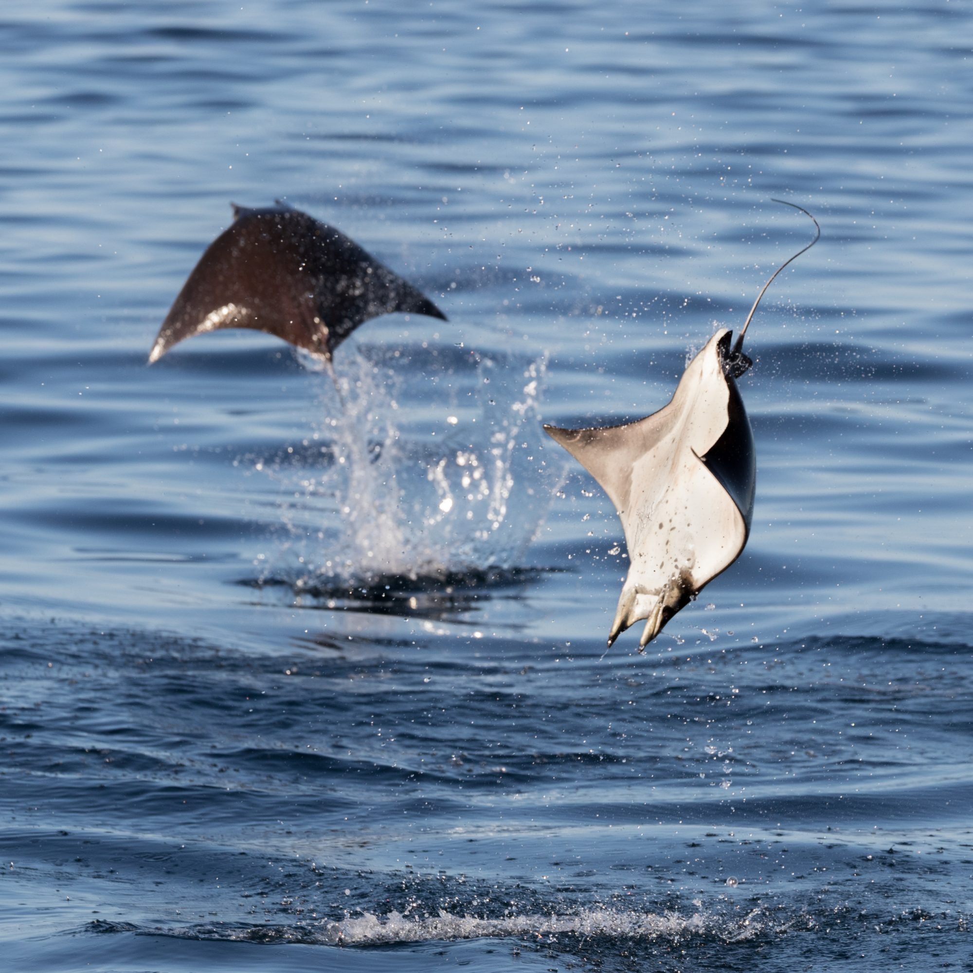 Leaping Munk’s Mobula Rays – Sea of Cortez, Mexico 2017
