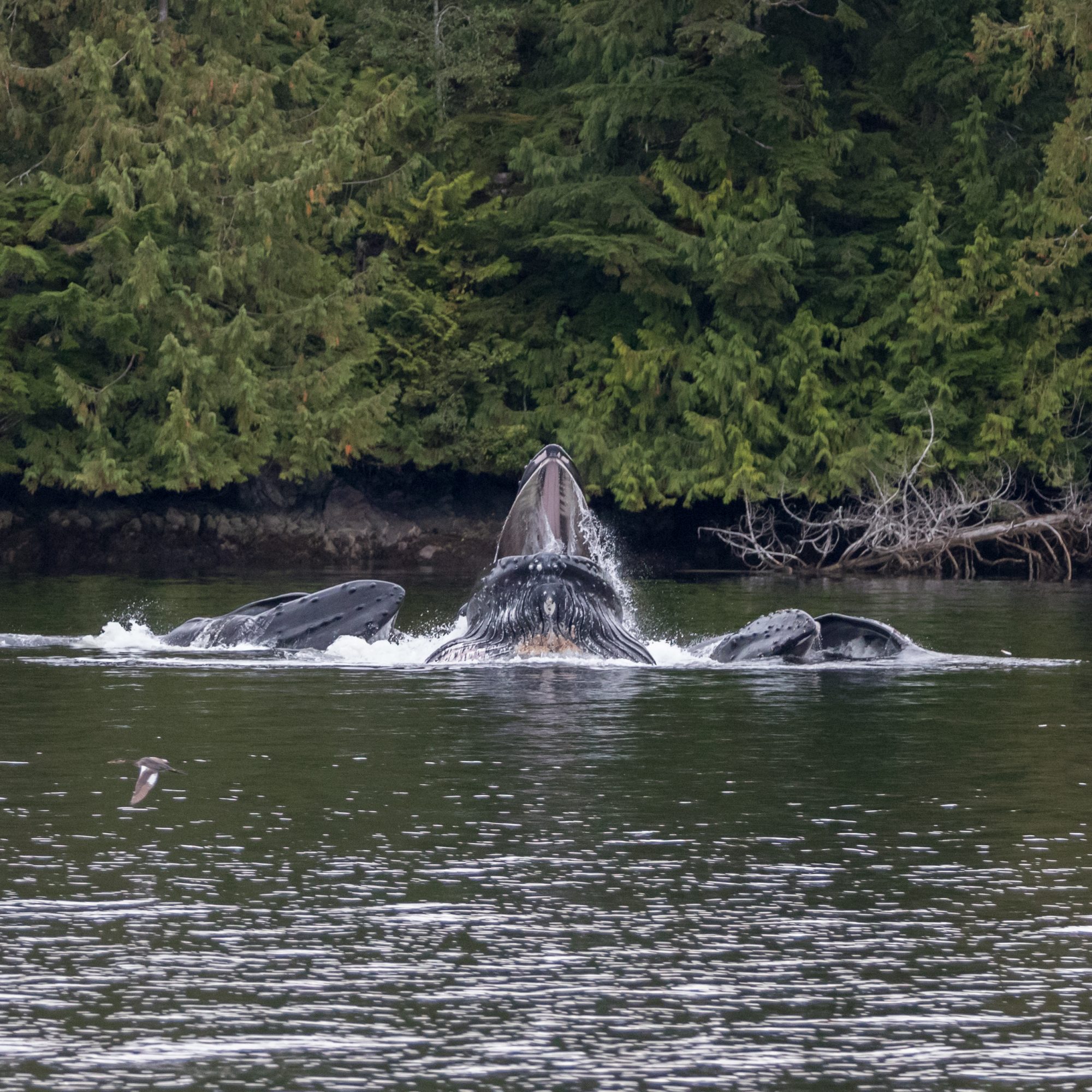 Bubblenet feeding Humpback Whales – Great Bear Rain Forest, Canada 2017