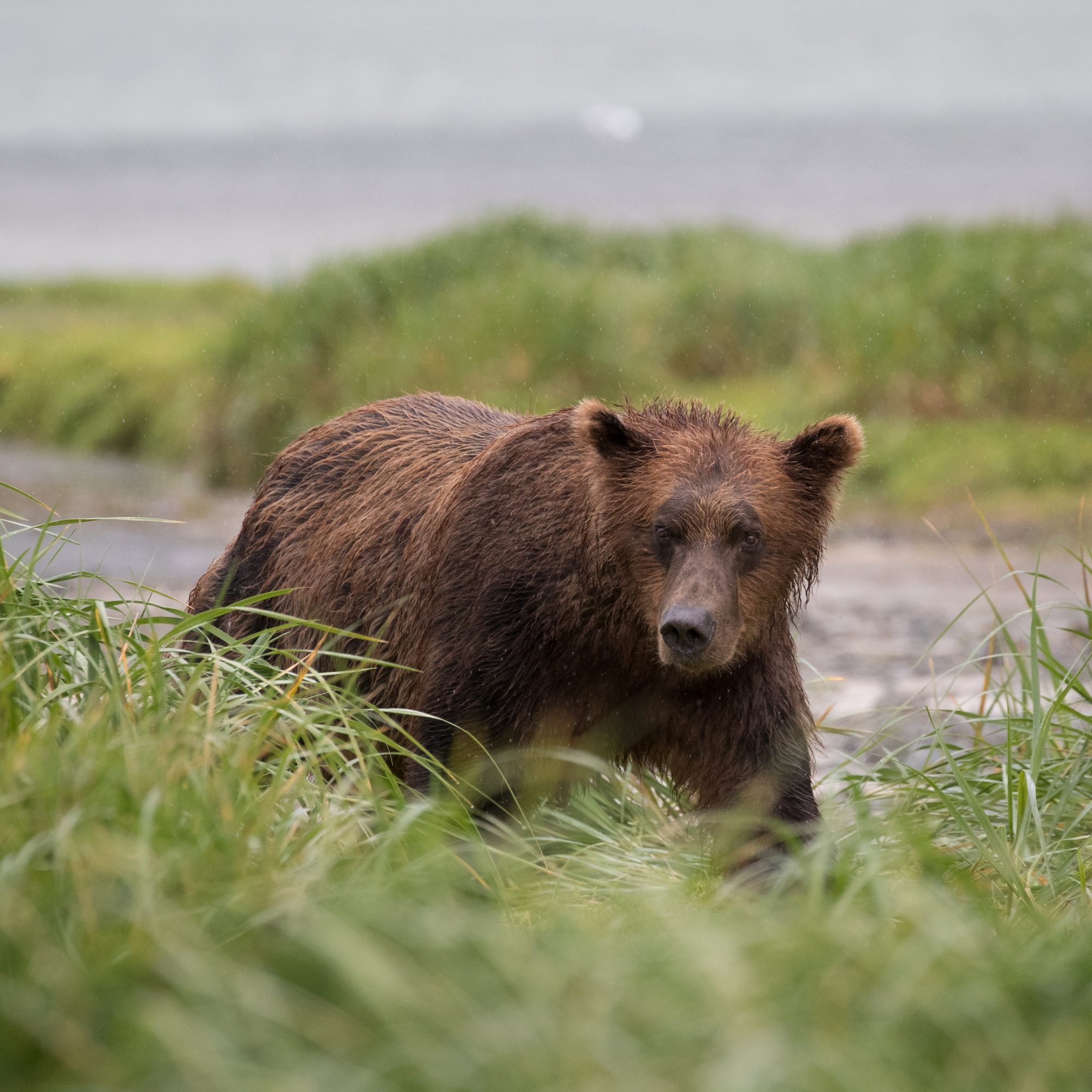 Brown Bears of Geographic Harbour – Katmai, Alaska 2016