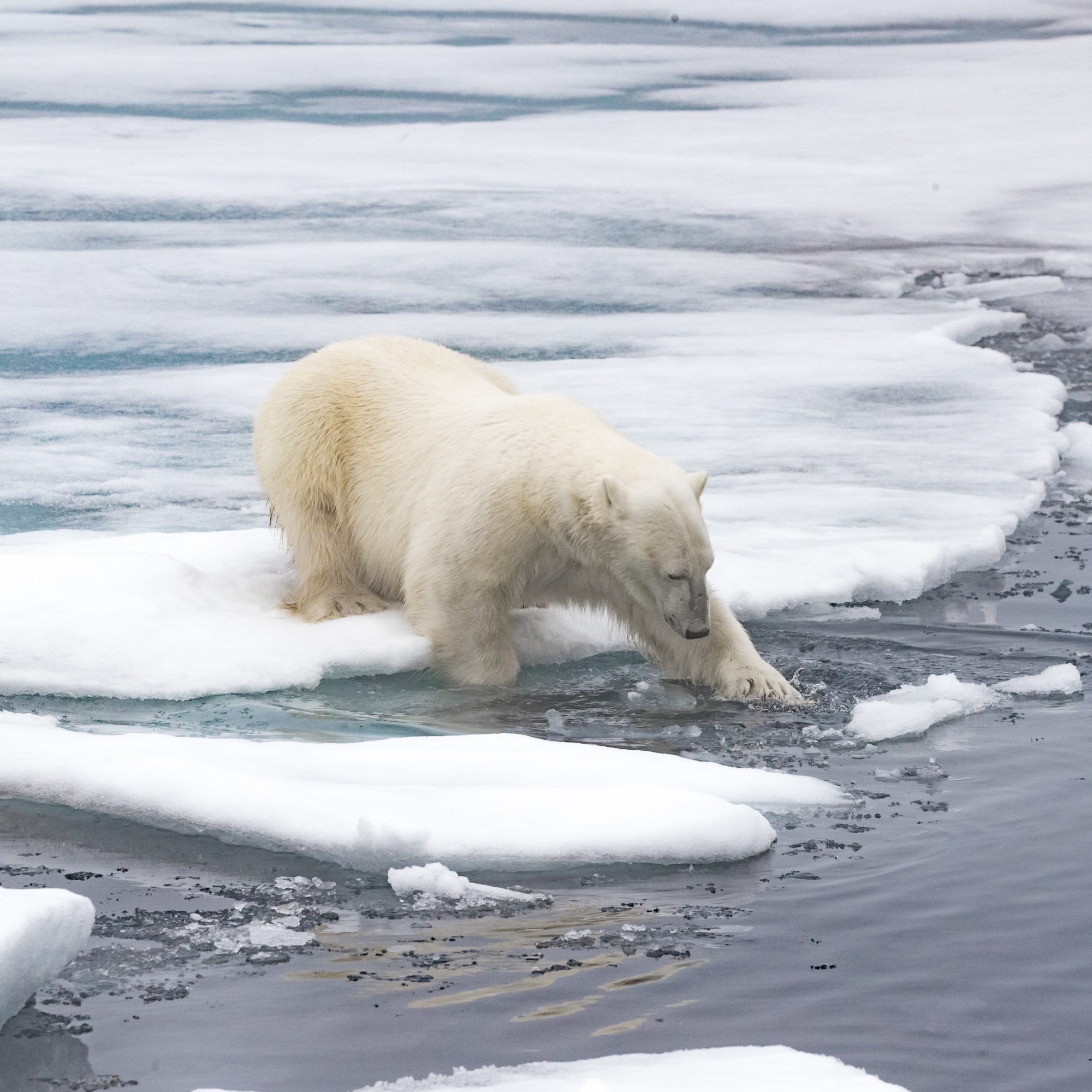 A Polar Bear scavenging at the ice edge - Graham Boulnois