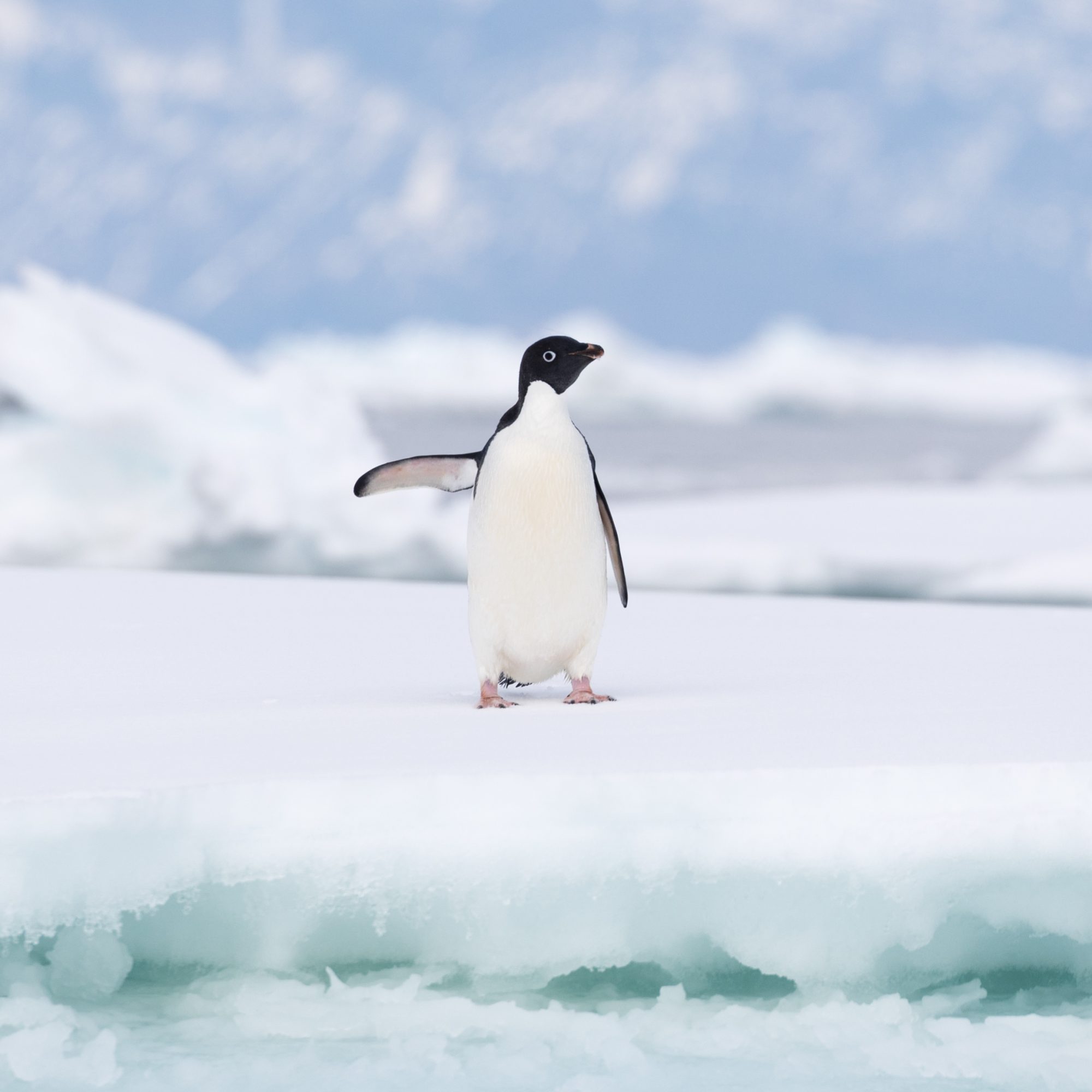 Adelie Penguins on ice floes – Antarctica 2018