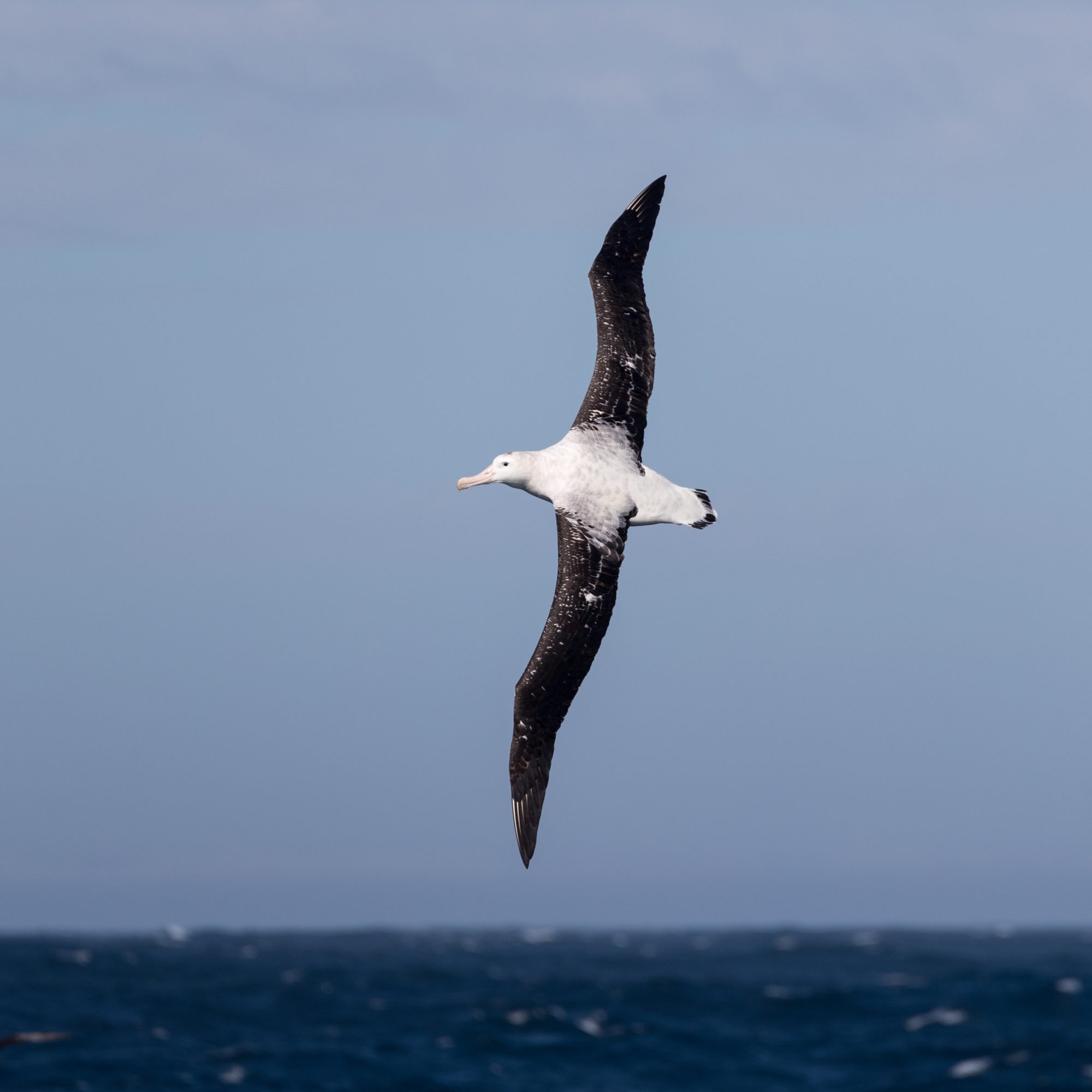 Gibson S Albatross New Zealand Sub Antarctic 2018 Graham Boulnois