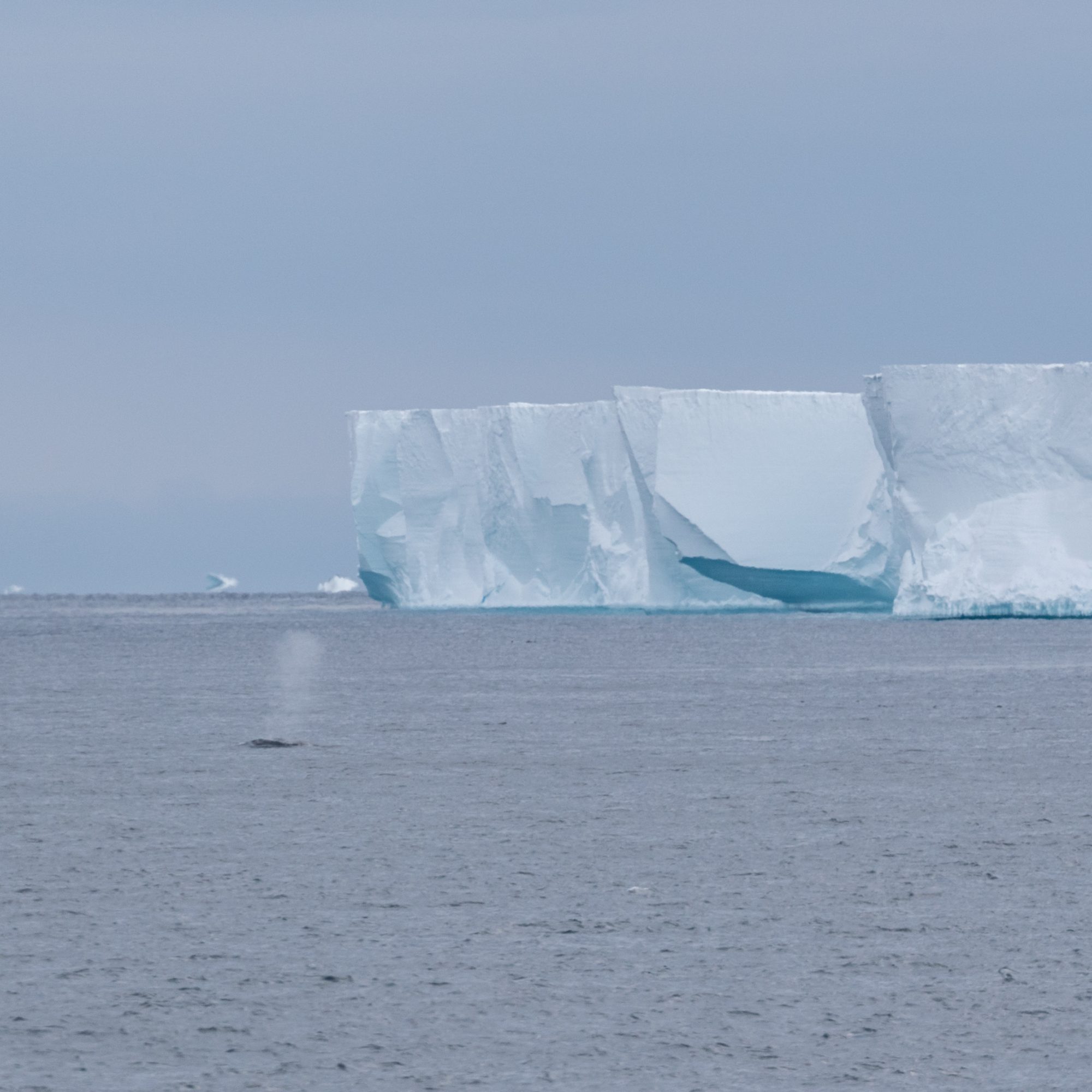 Antarctic Minke Whales – Antarctica 2018