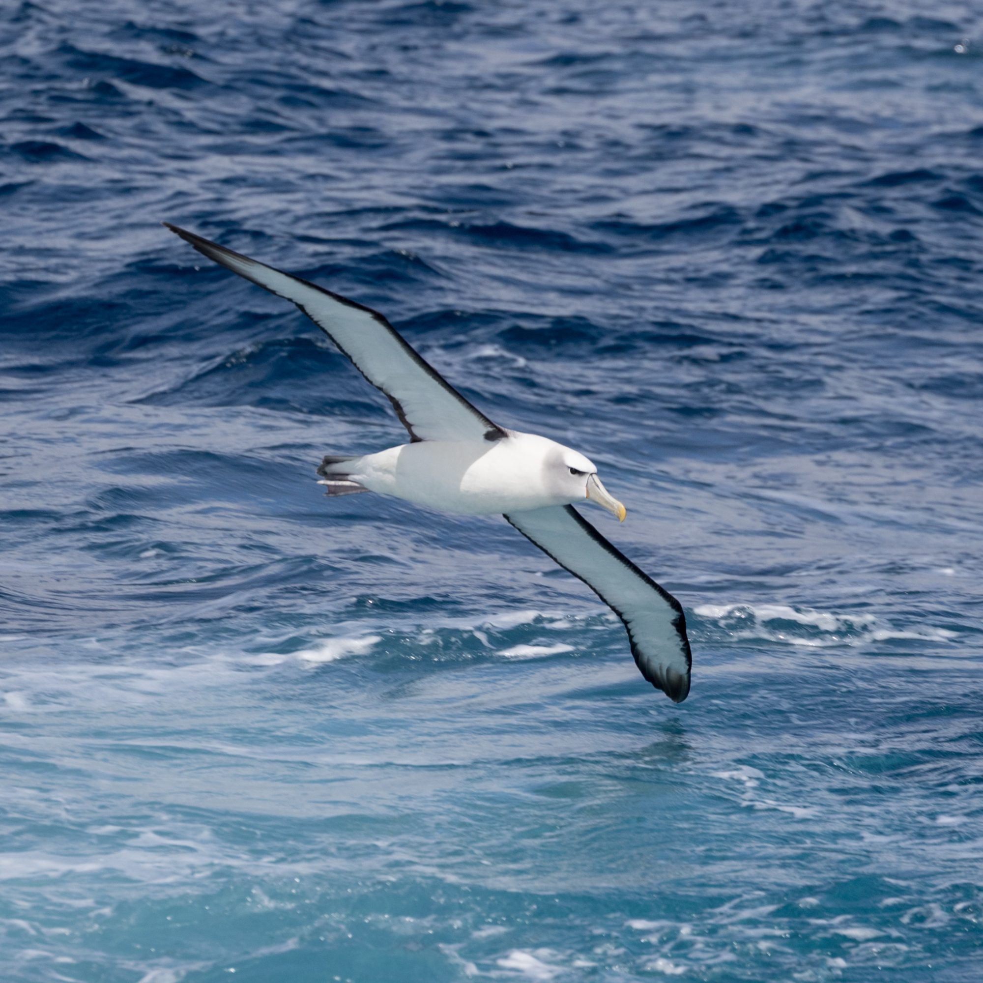 White-capped Albatross – New Zealand 2018