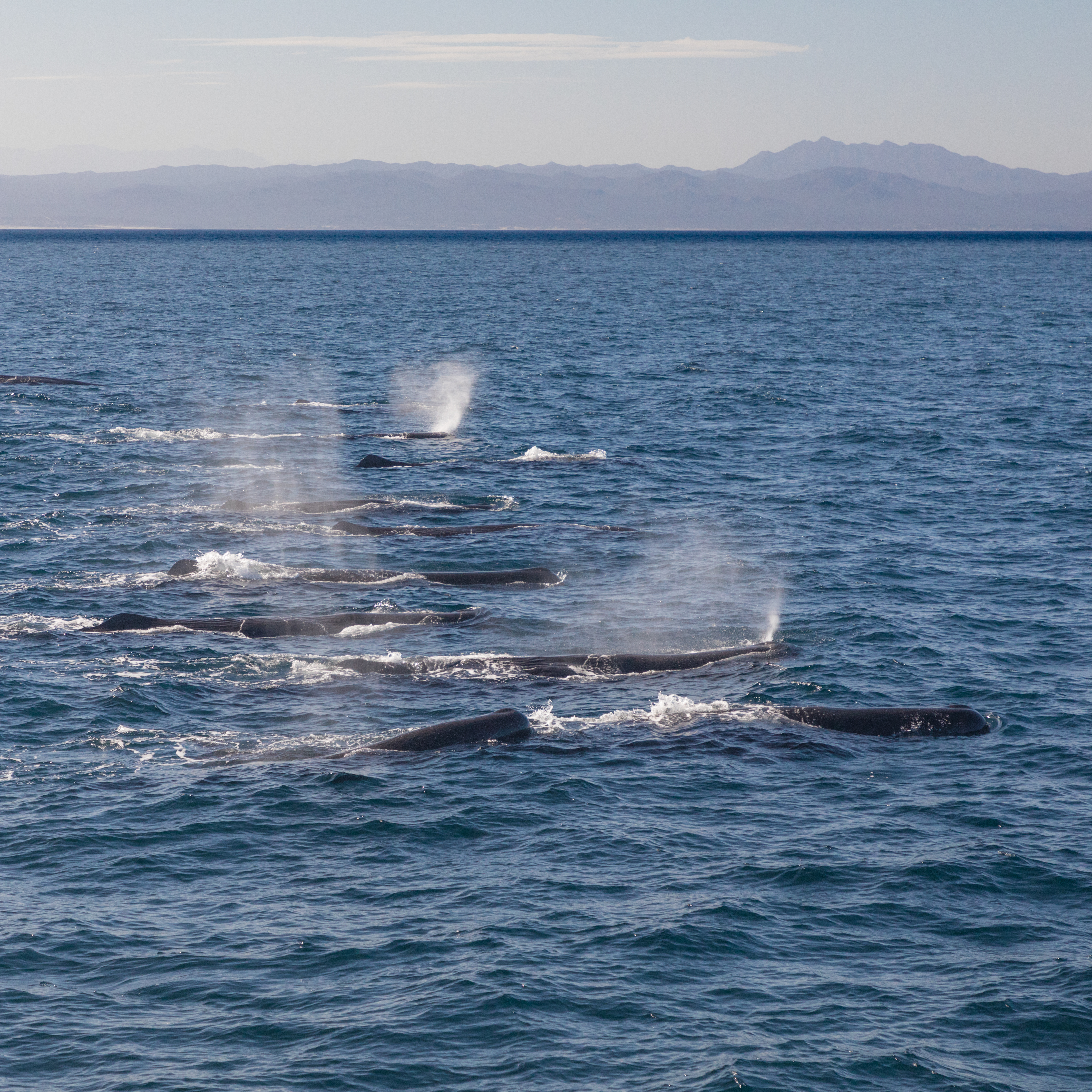 Sperm Whales – Baja, Mexico 2018