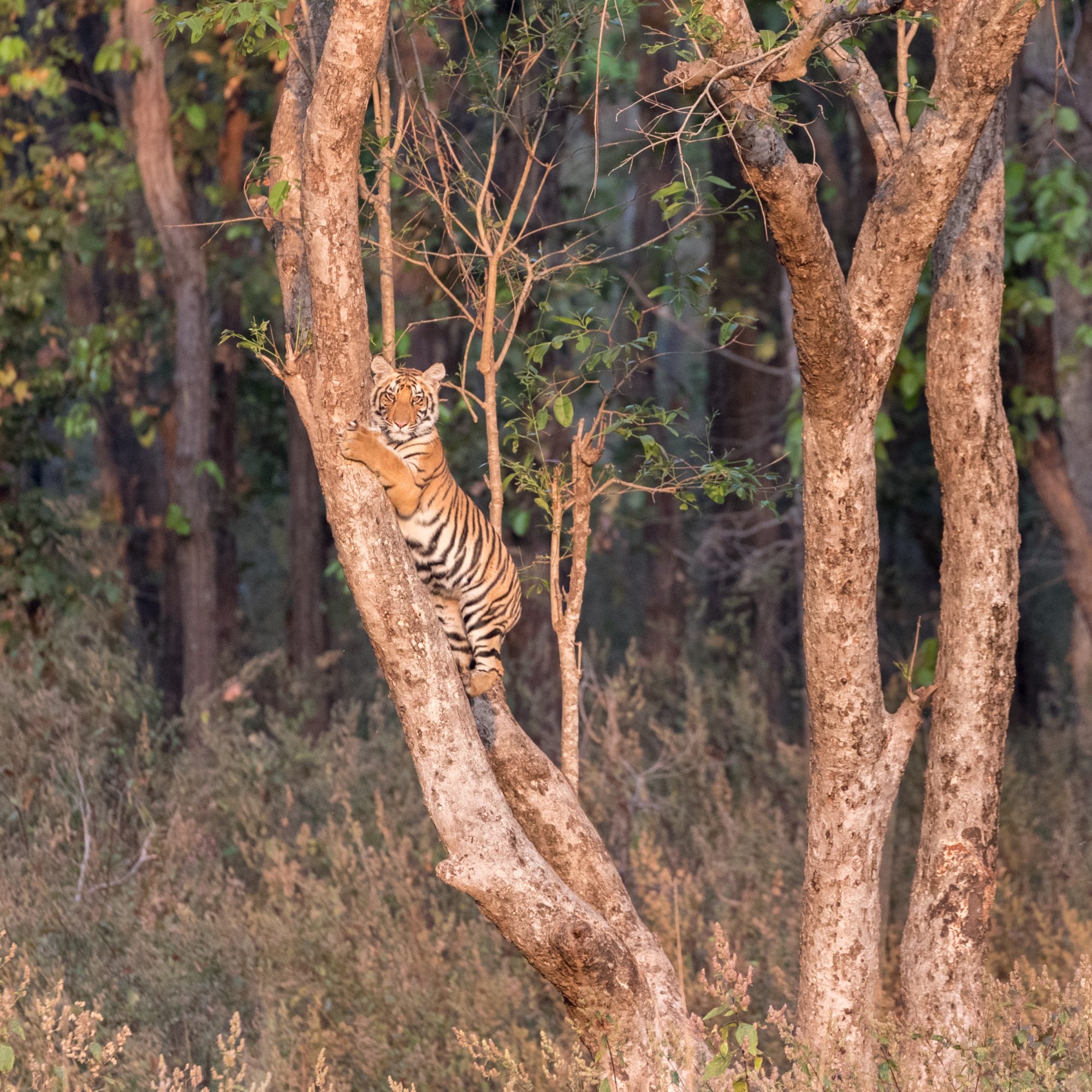 Bengal Tigers – Kanha, India 2018