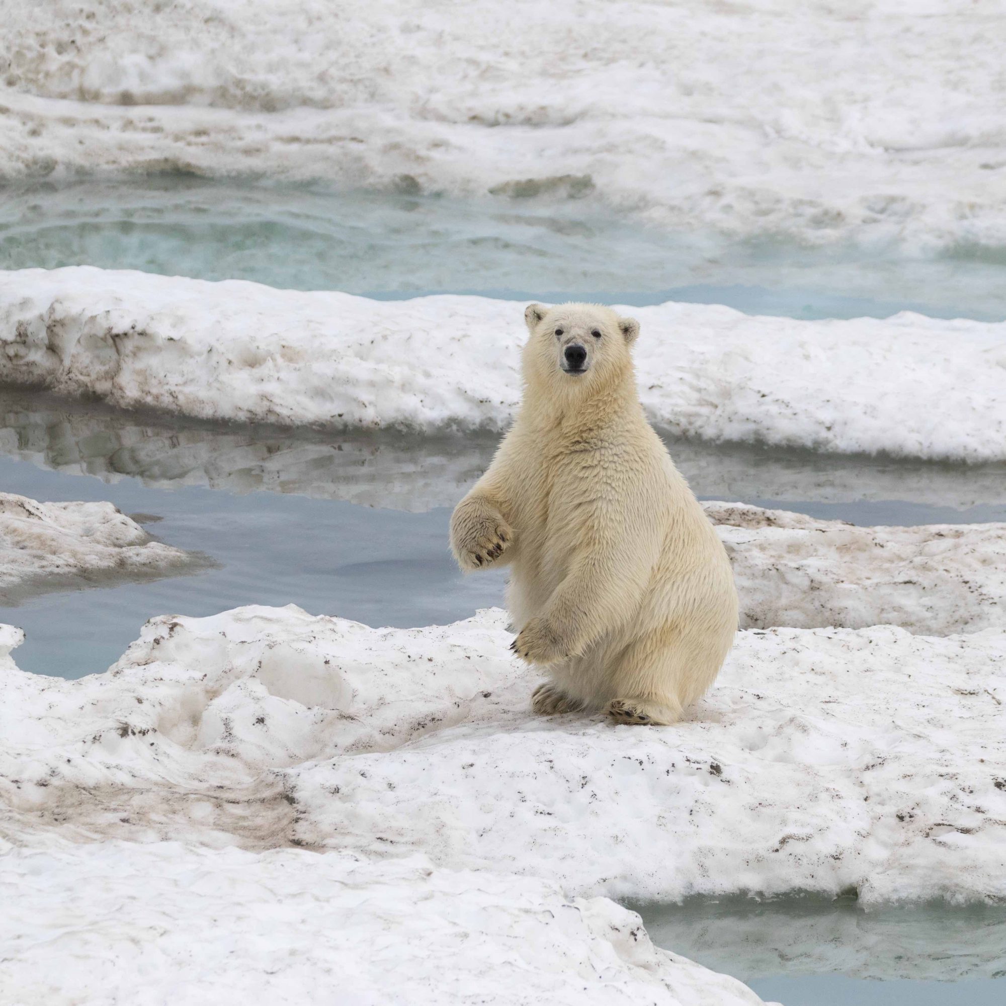 Inquisitive Polar Bear – Wrangel Island 2018