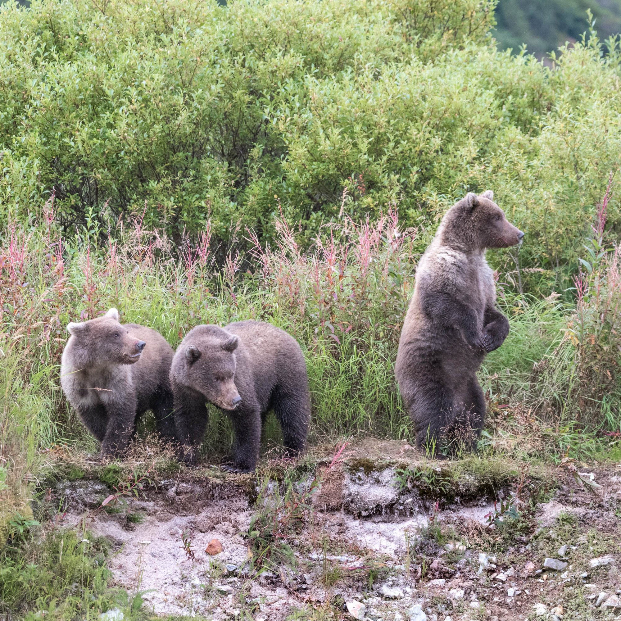 Brown Bear with triplet cubs of the year  – Alaska 2018