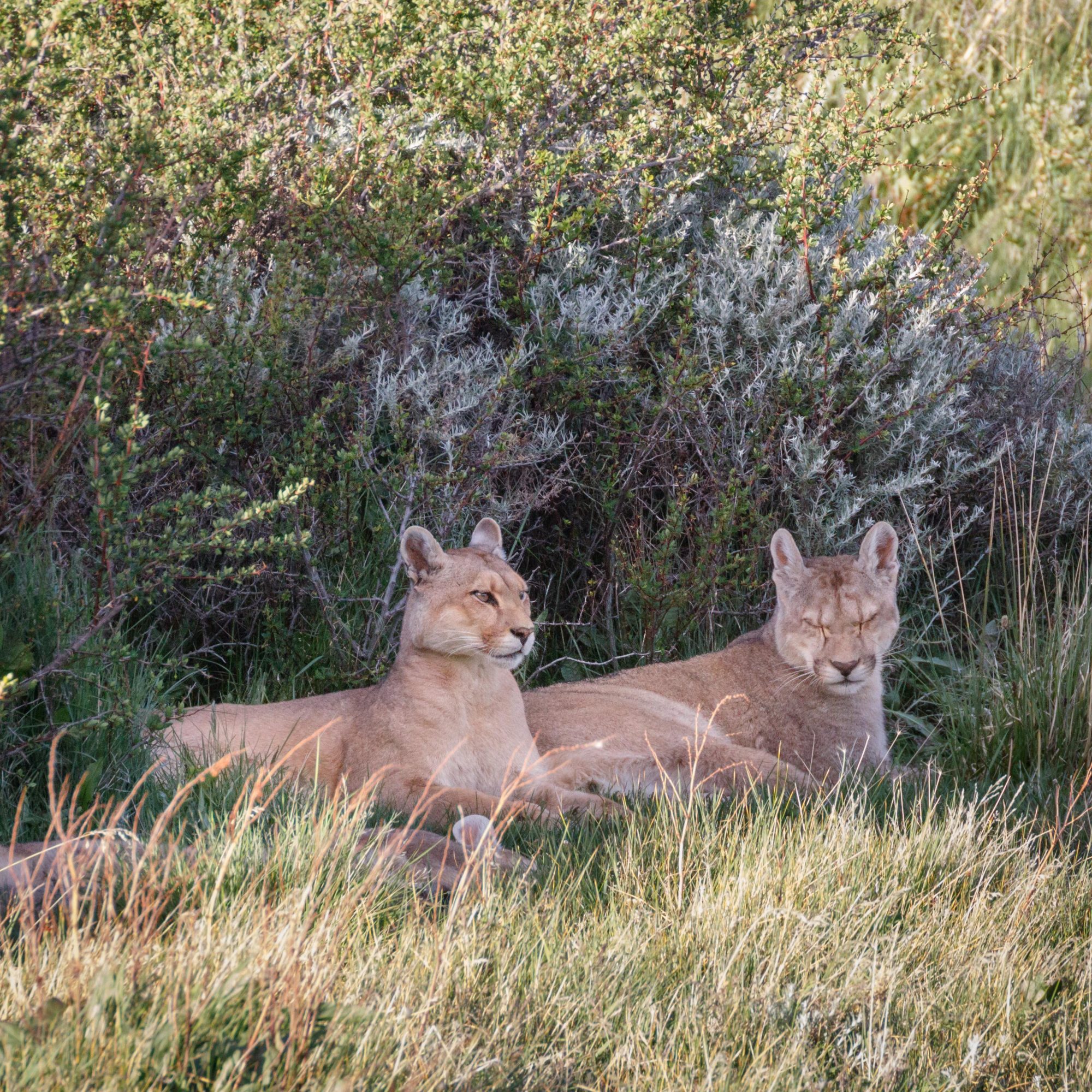 Puma family rest in the shade of a bush - Graham Boulnois