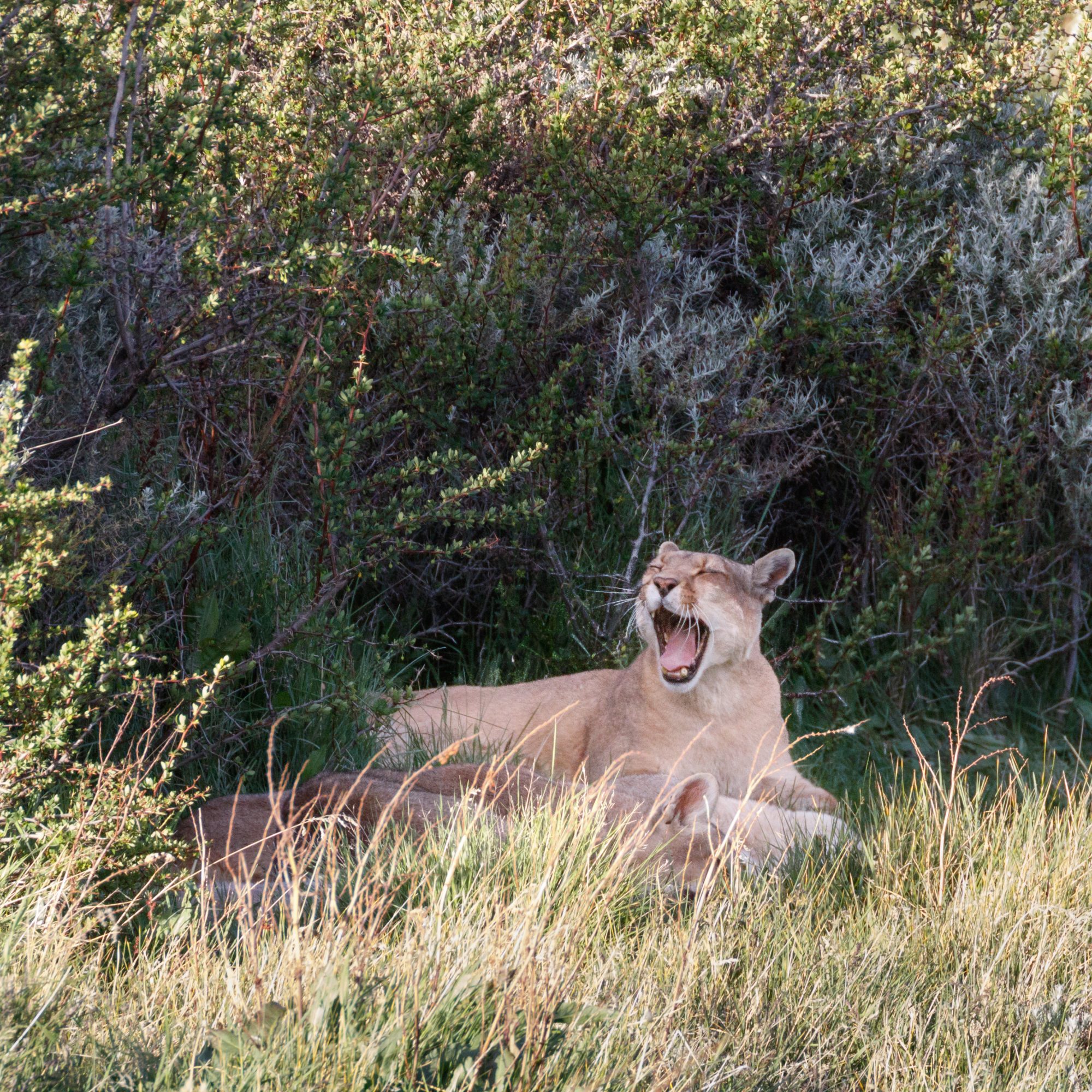 Puma family rest in the shade of a bush – Patagonia, Chile 2018