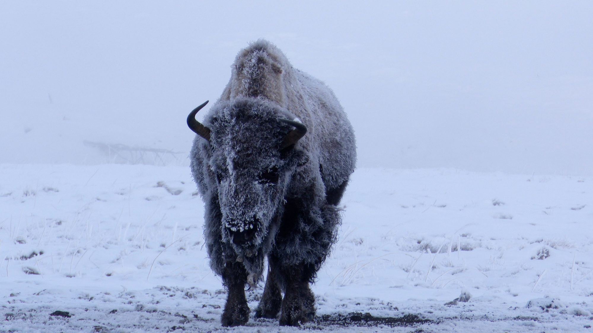 Icy Bison of Yellowstone, 2019
