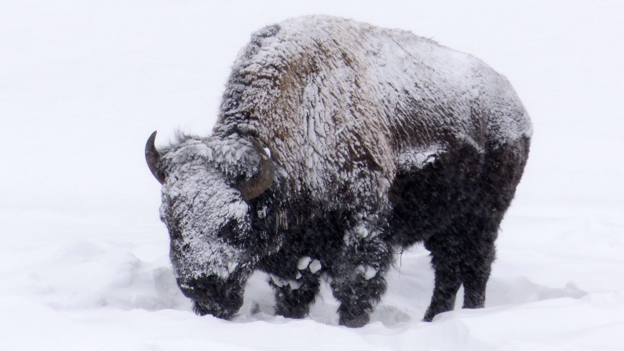 Snowy bison of Yellowstone, 2019