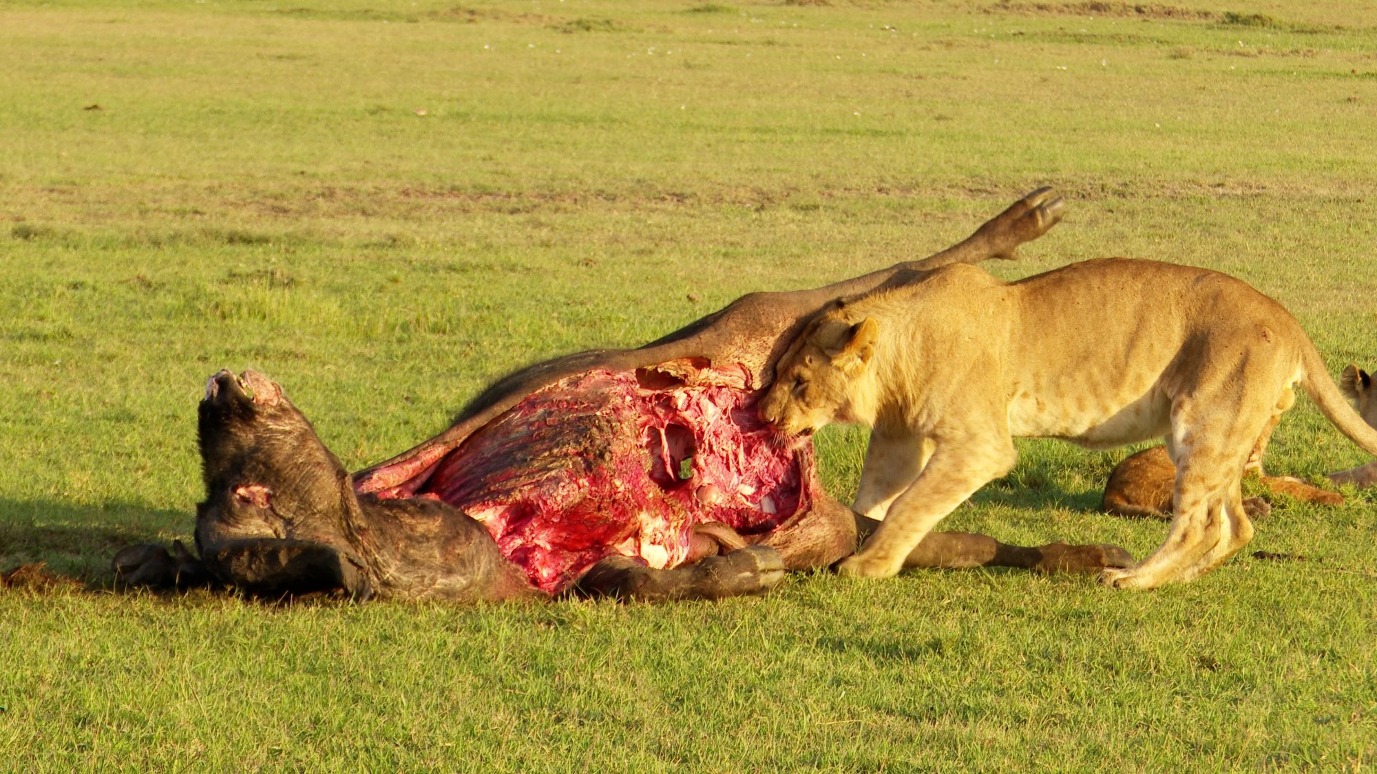 Lion pride on a buffalo kill – Maasai Mara 2019