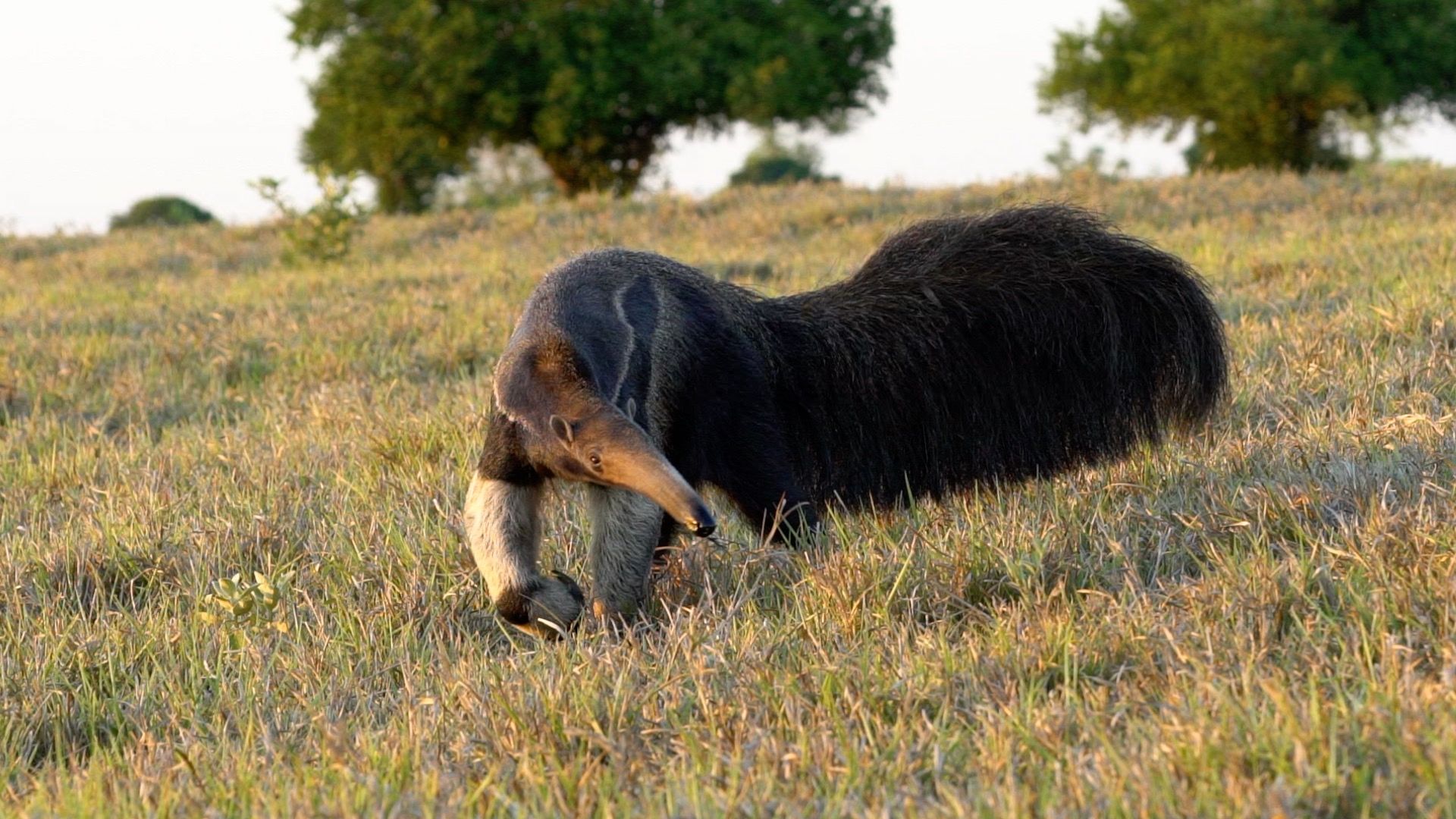 Giant anteaters  – Pantanal, Brazil 2016